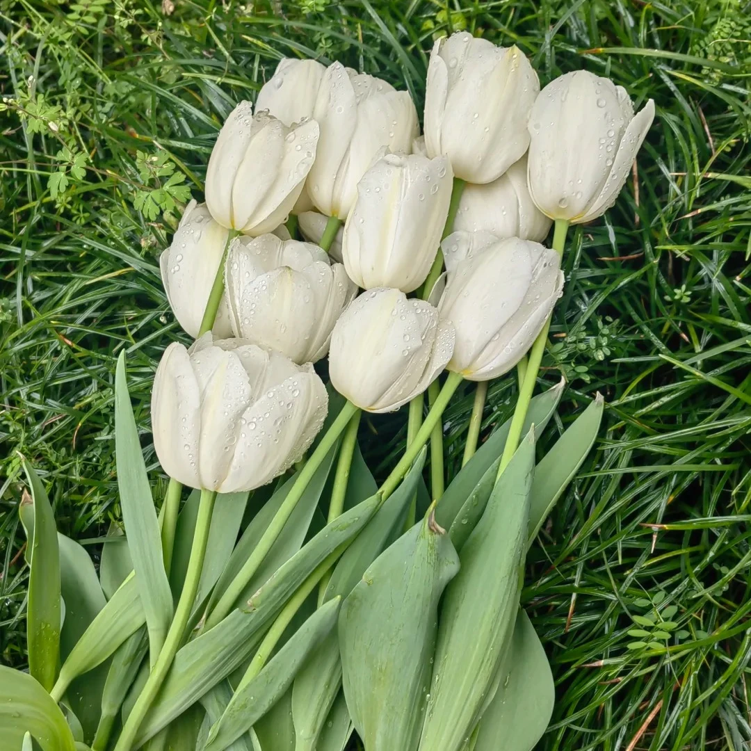 【王安园艺】高品质哈昆郁金香基地直发高品质鲜切花生活鲜花