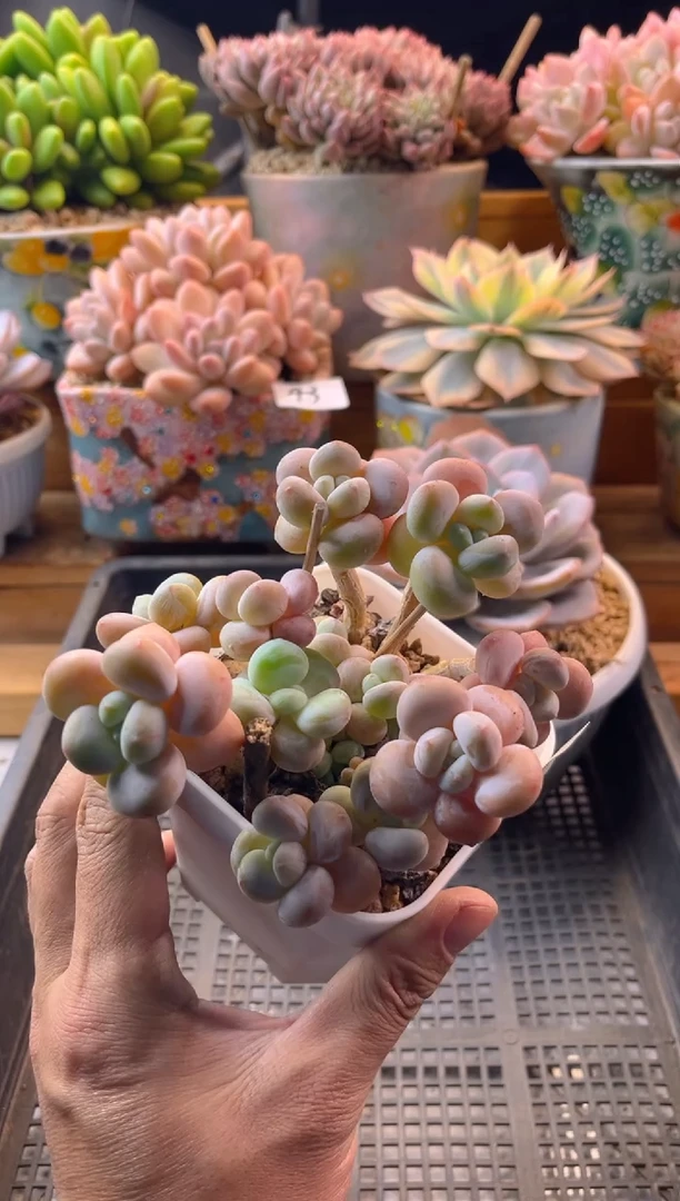 11.1-57洛神1111111111