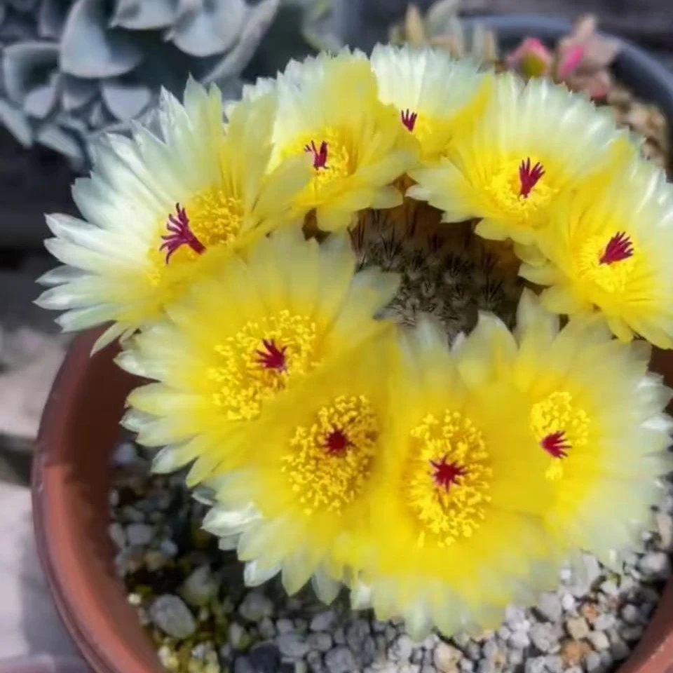 大号白芙蓉仙人球多肉植物