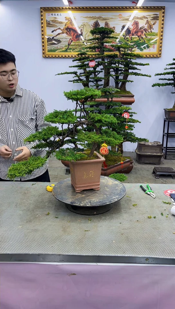 【闪购商品】八斗松/松类活物造型盆景，以直播间截图为啊