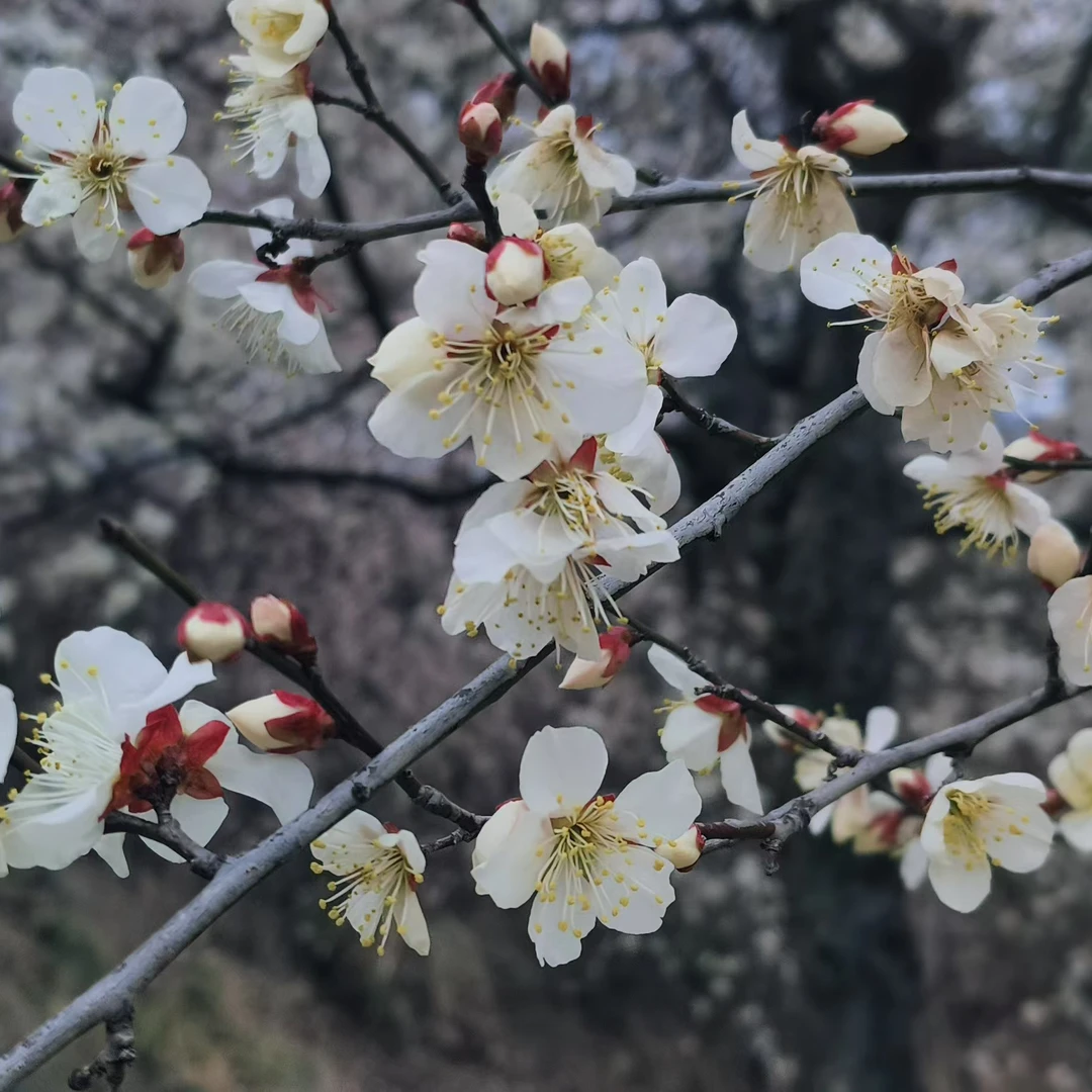 认养一株梅花 燕儿谷梅花树（认养1年）