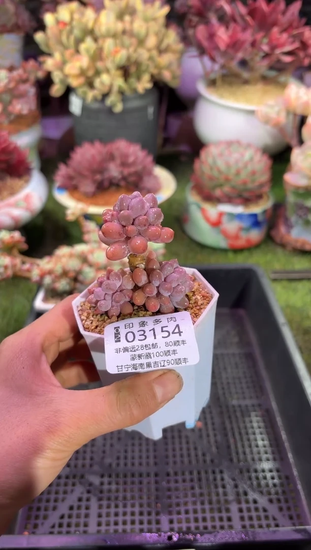 【闪购商品】03154