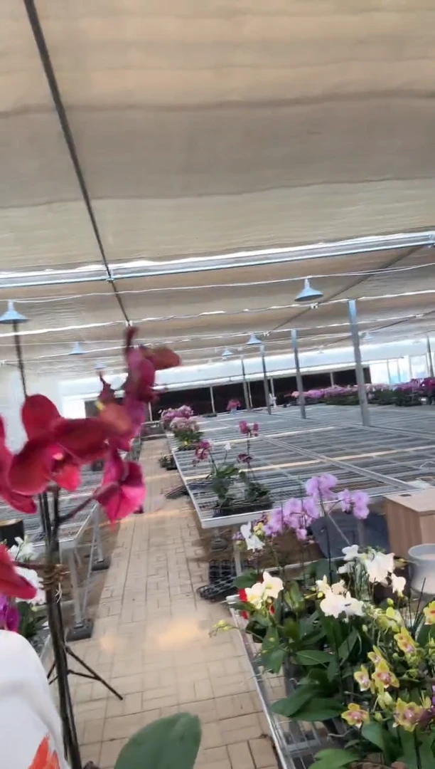 完全开放双星光芒