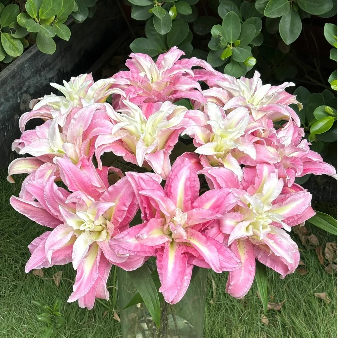 【两个老六】桃花妖重瓣-香水百合2单升级快递 发货后不支持退款