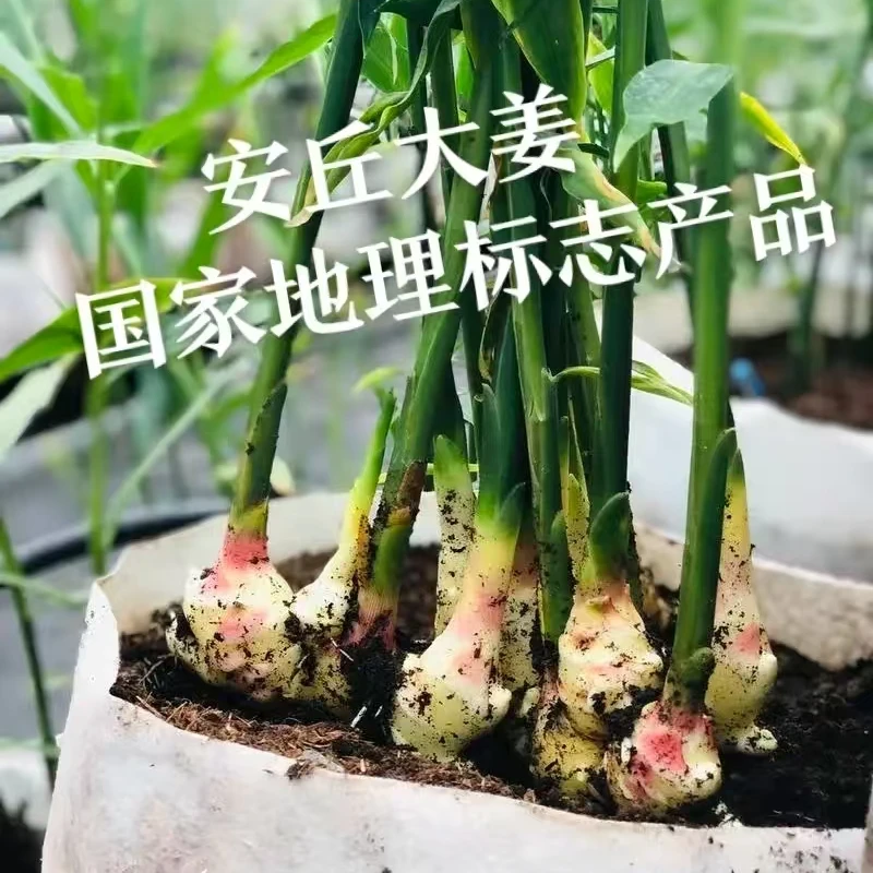 百万抢购山东产地直发水洗风干大黄姜