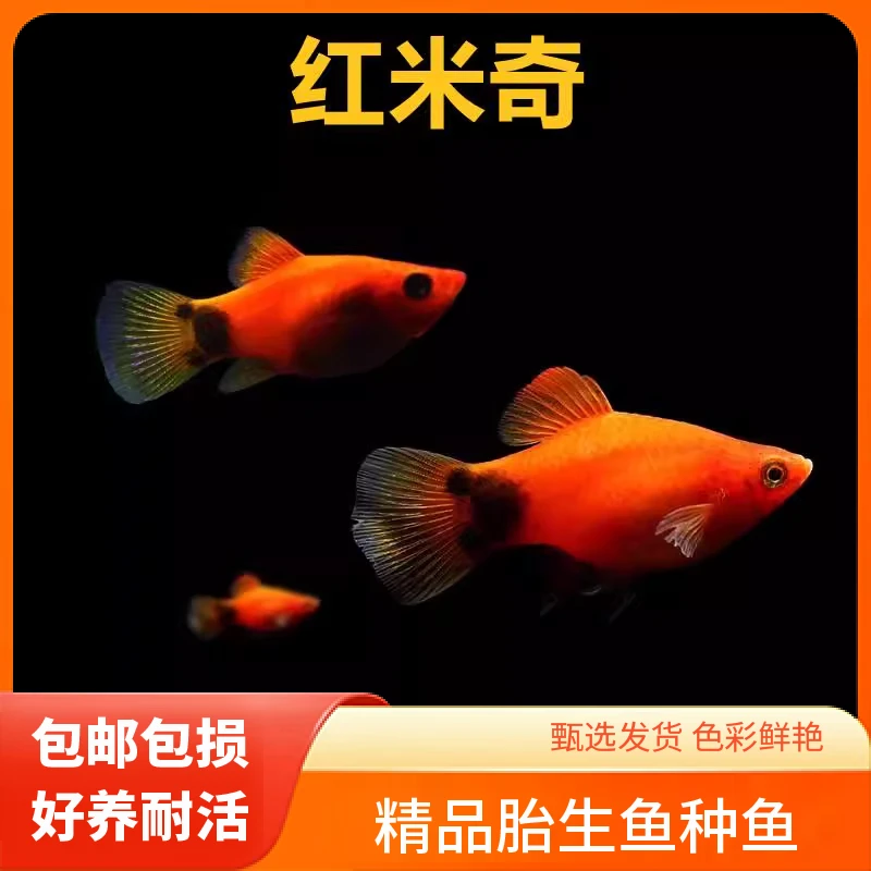 【红米奇】精品米奇15条鱼10条加5条鱼路损
