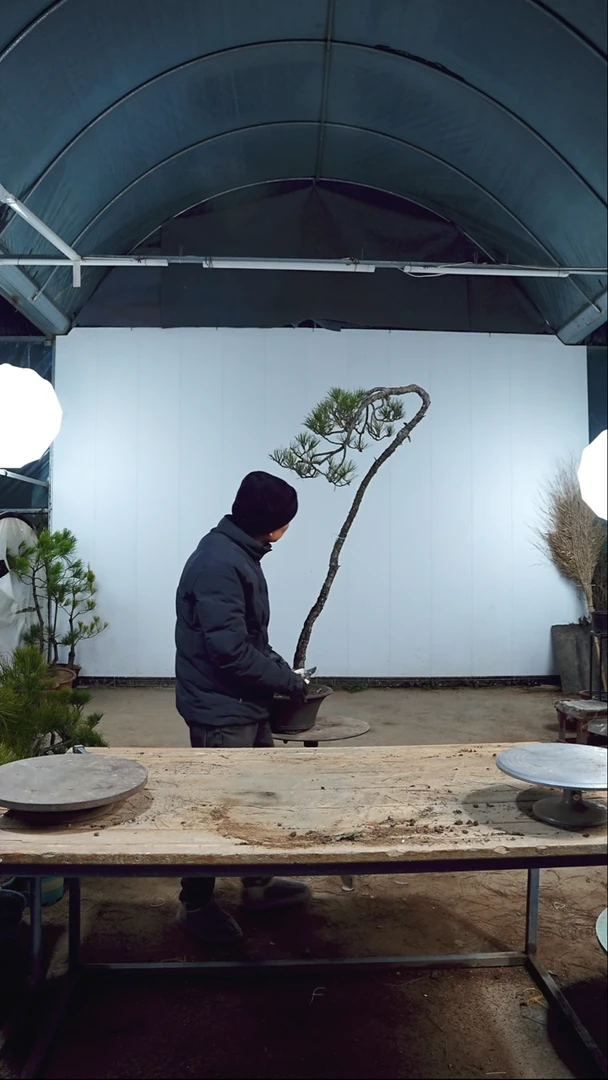 【闪购商品】黄山松