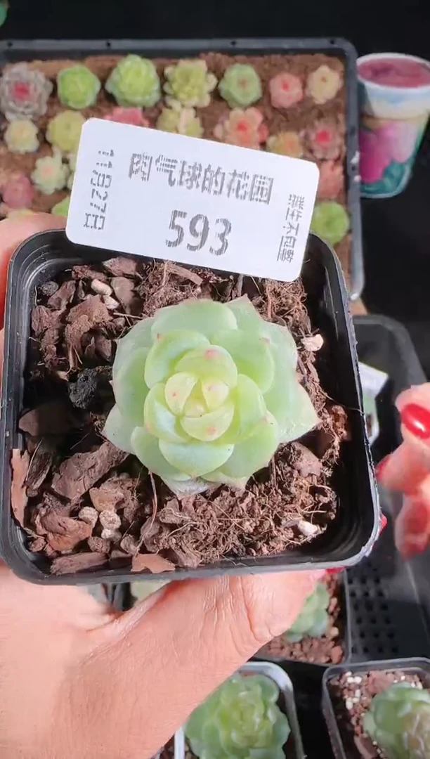 1127-593灵雨群生不包整