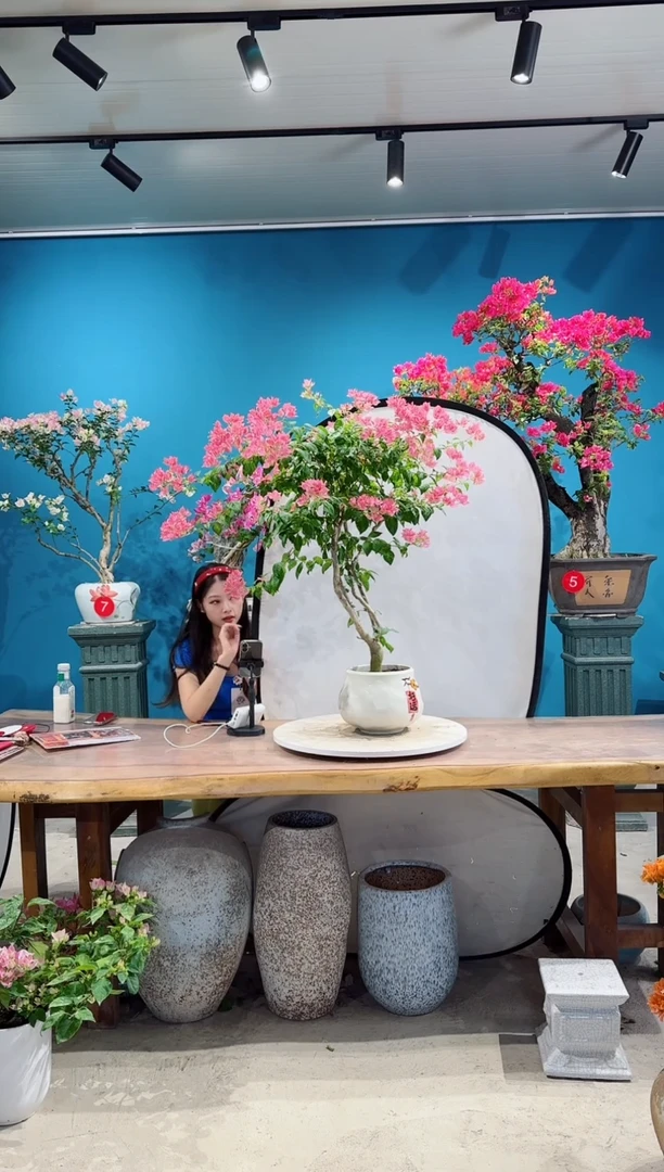 全部花朵粉水晶三角梅