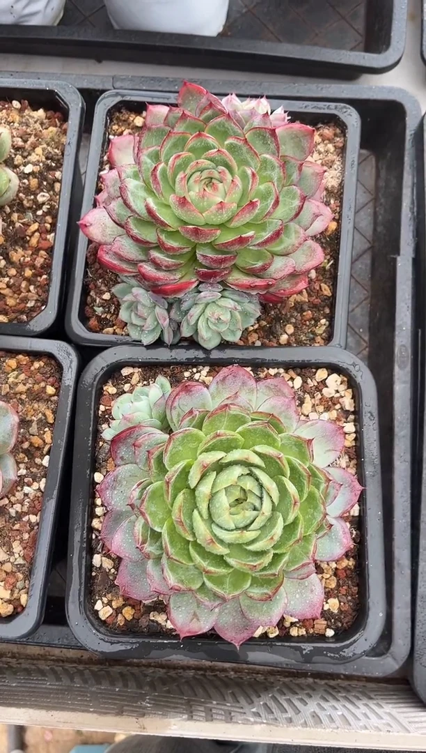 惊鸿笨笨
