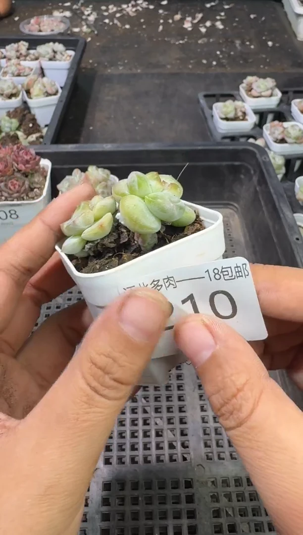 210号江北多肉-到手（1）棵