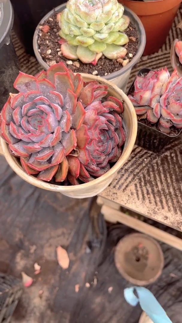 低****品跃跃精品多肉24026