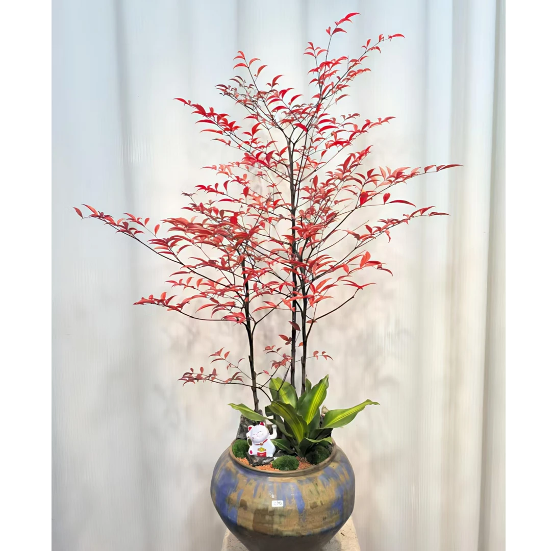 【带老桩根】南天竹水培土培盆栽植物室内客厅好养绿植插花绿植