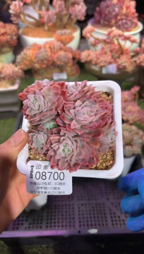 【闪购商品】08700