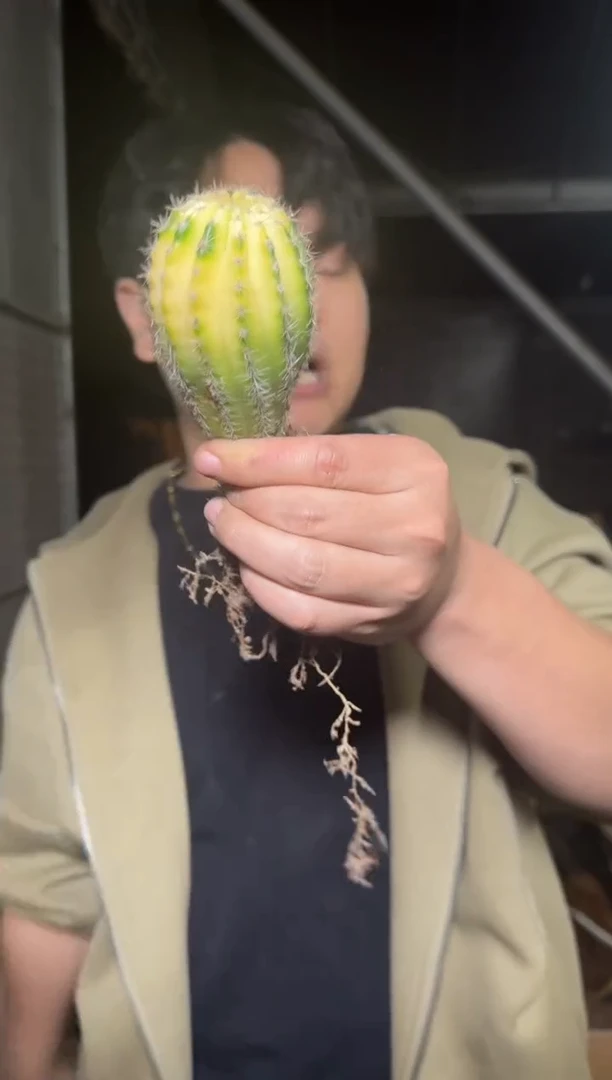 8颗 彩草锦【实生根】4-6cm