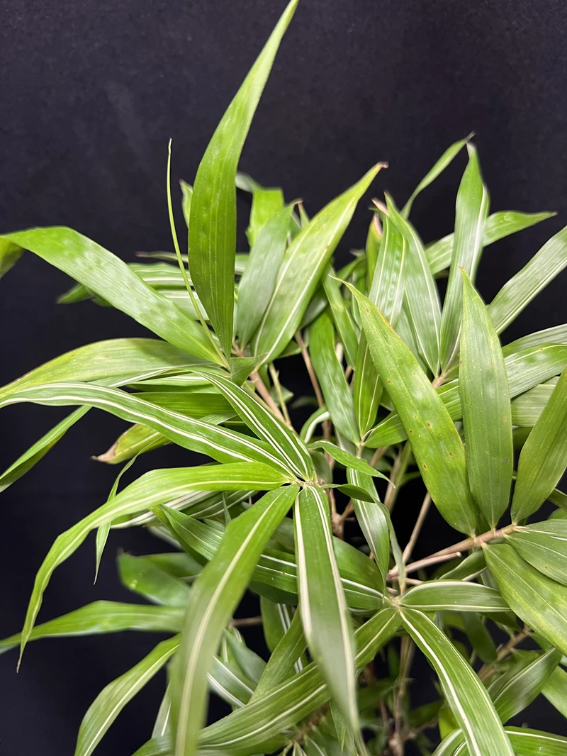 红寒竹又称朱竹竹中西施植物室内盆景盆栽庭院办公室客厅书房茶室