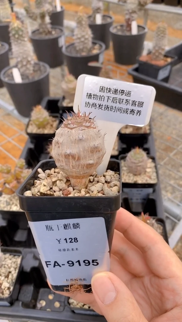 【闪购商品】瓶干麒麟FA-9195