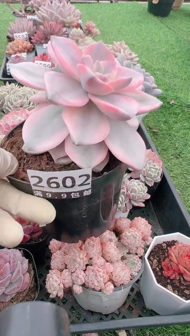 【闪购商品】信福多肉一物一拍