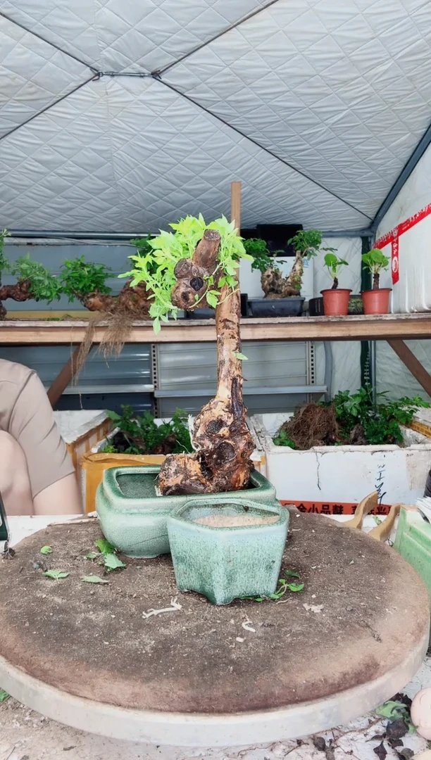 完全开放（编号：05）（价格：16）黄荆盆景到手一颗