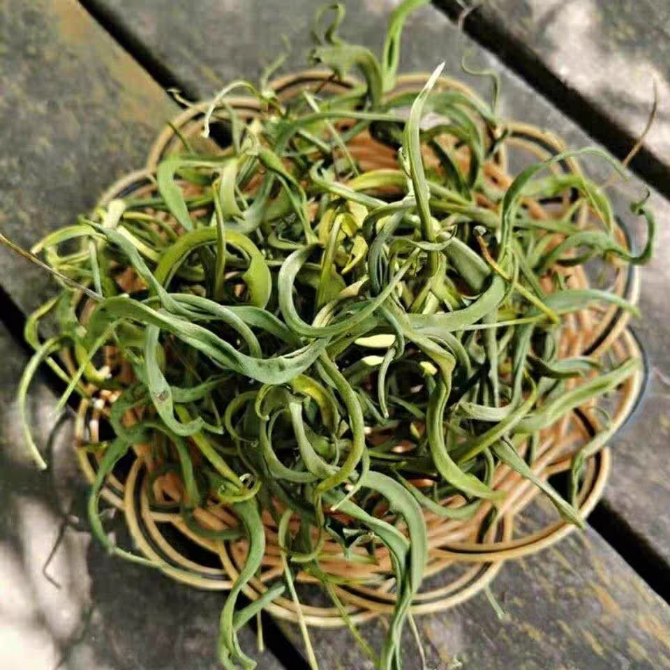 正宗东北特产长白山化石 草黄金草泡水煮水