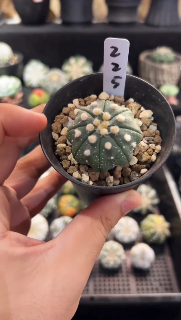 指纹海星炸毛实生编码225