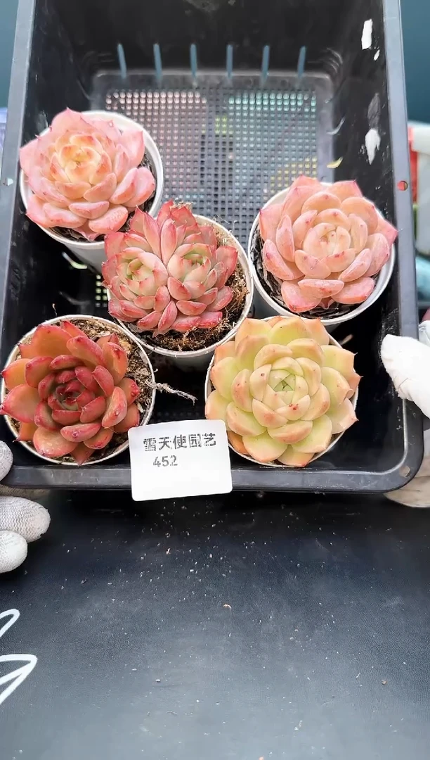 452    多肉5 颗