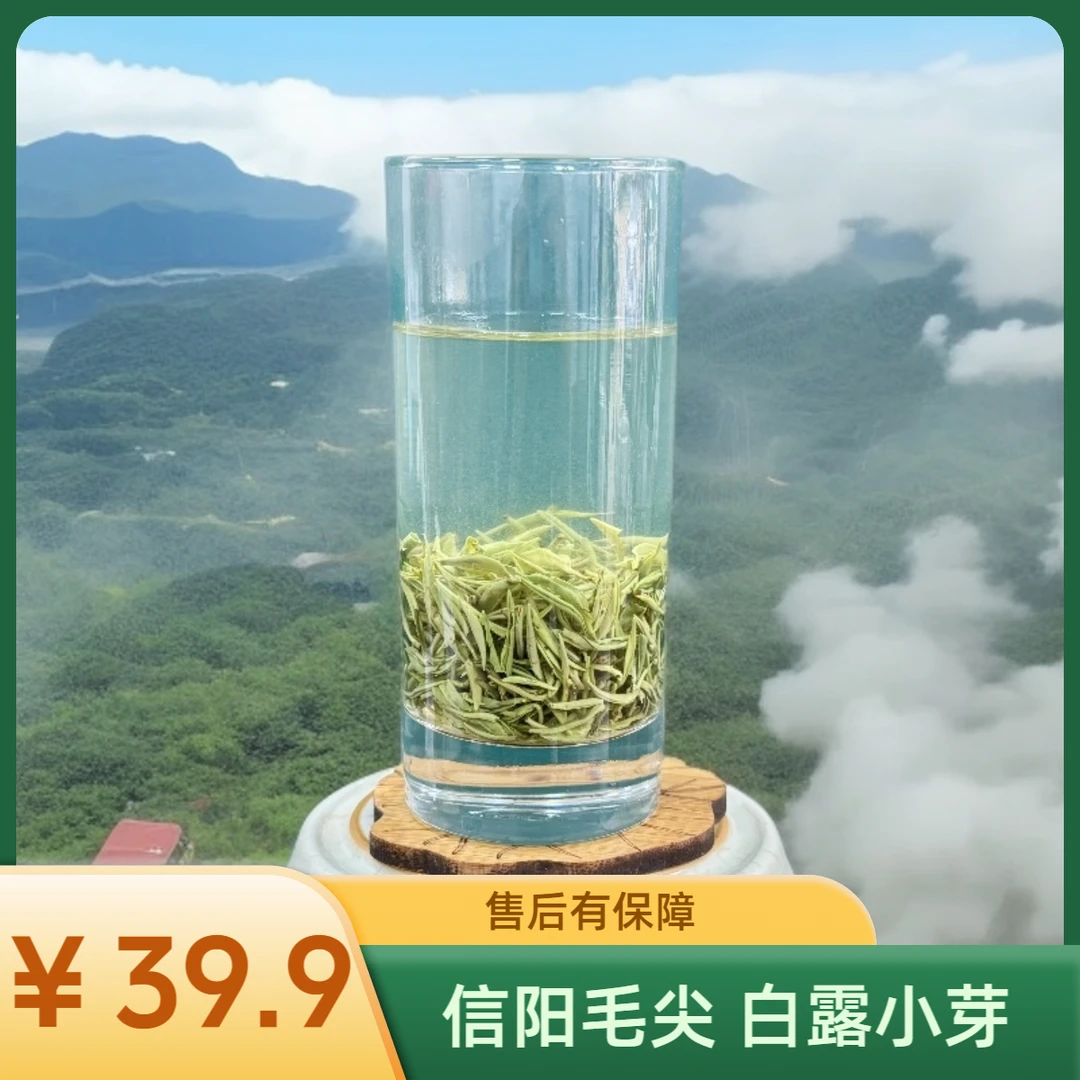 信阳毛尖秋茶小芽尖 高山绿茶浓香清爽回甘生活茶白露茶特级