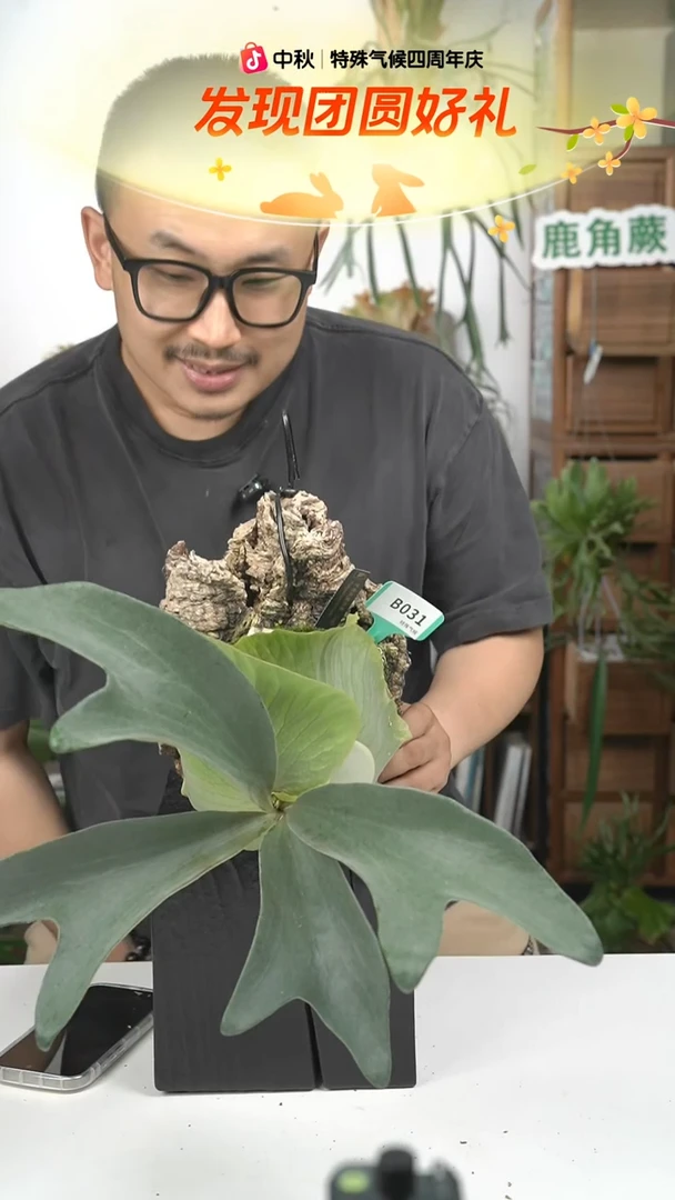不开花植物B031-龙卷风侧芽