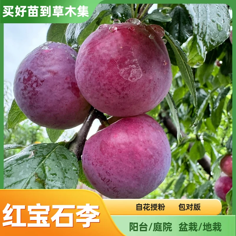 【红宝石李】裸根苗蜜甜多汁大果李子树苗盆栽地栽草木集自花授粉