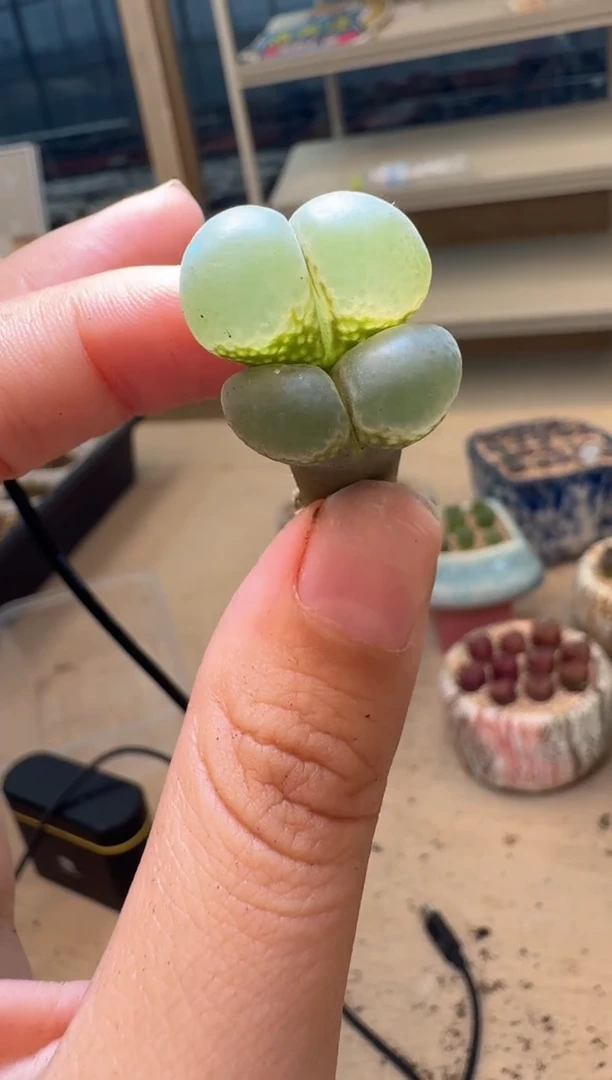 多肉植物肉锥16-275 腿长