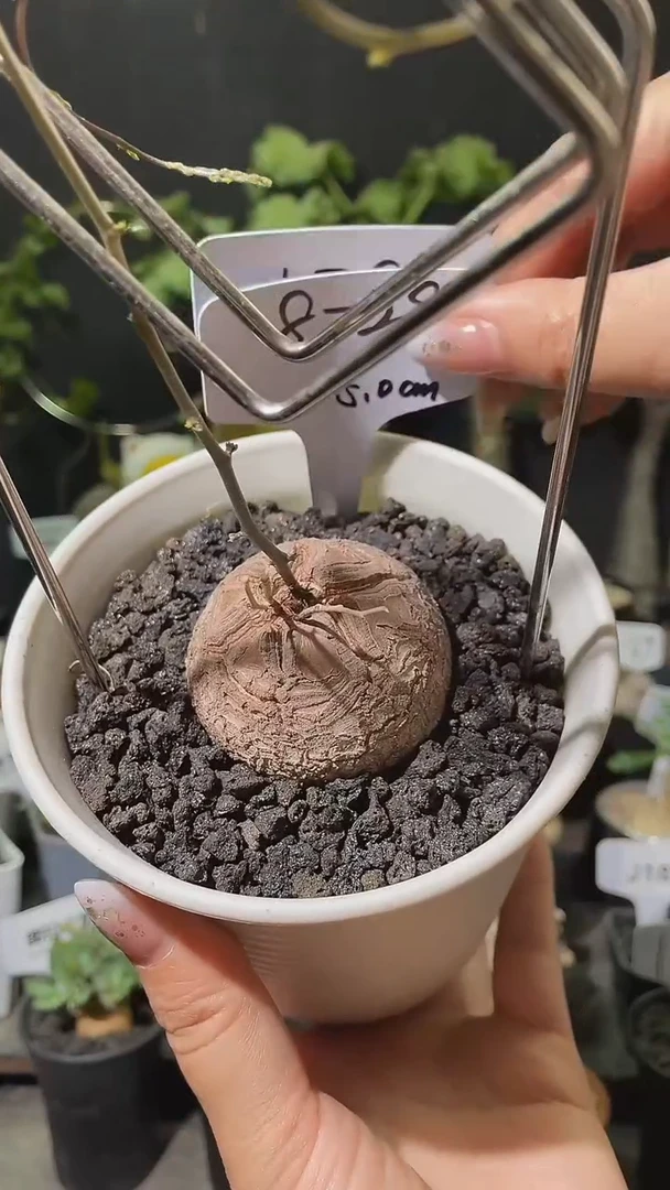 828号617福利甄选南非龟甲龙单颗