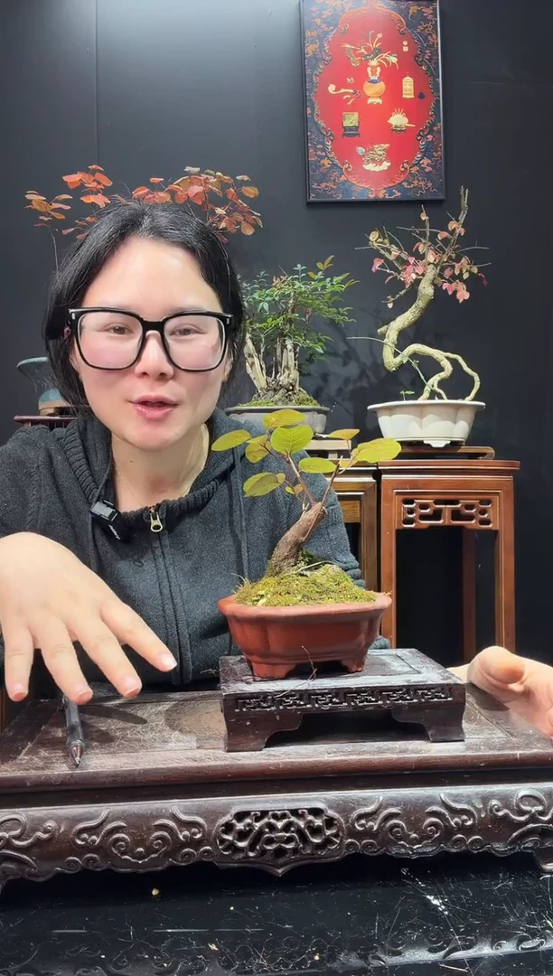 完全开放黄栌000