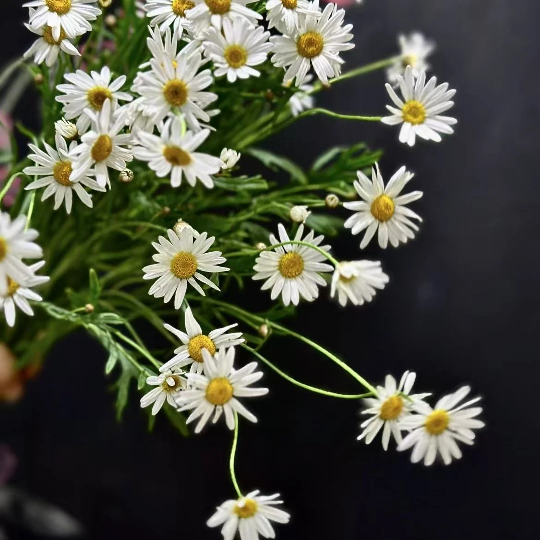 玛格丽特小菊~田园风花材（任满3单包邮）10%不售后