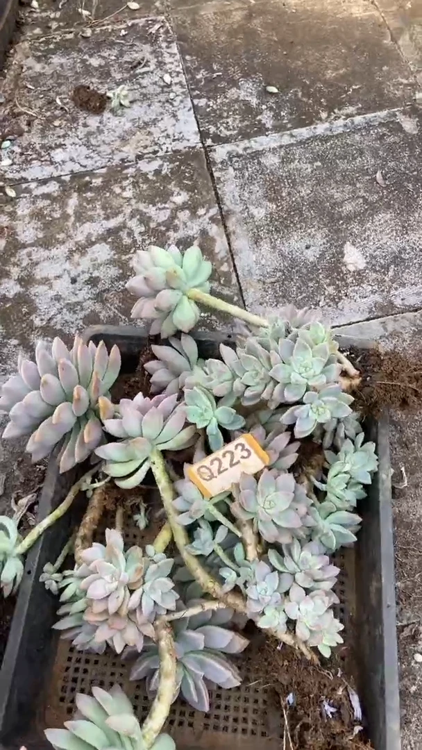Q223多肉组合默认脱土发货