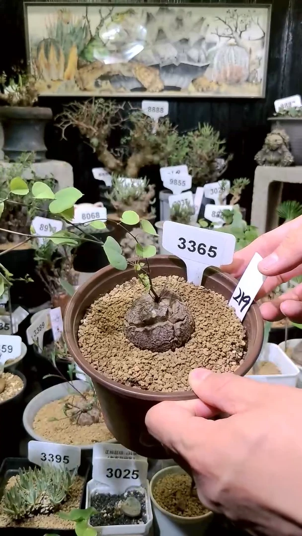 3365号1127甄选单颗南非龟甲龙