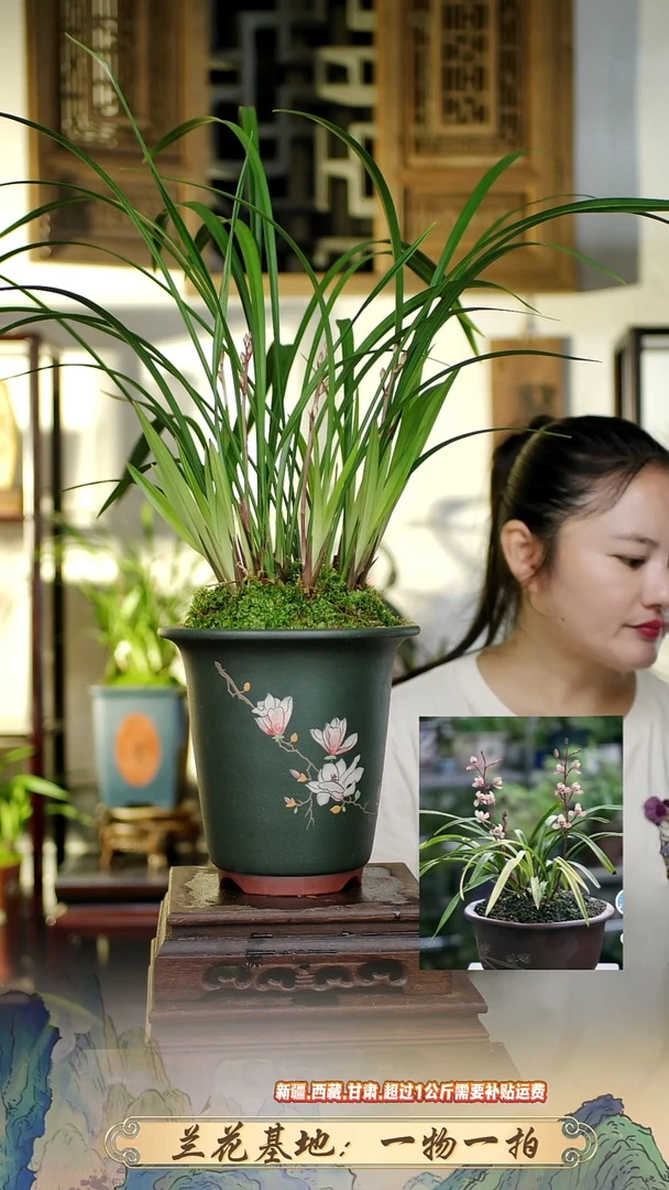花仙子带紫砂盆111