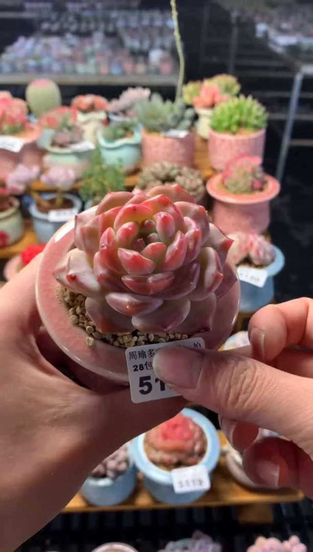 5厘米精控多肉植物5121