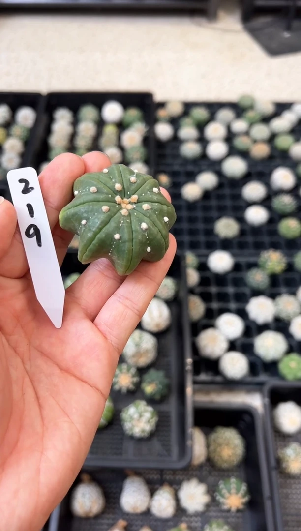 指纹海星不含盆土实生编码219