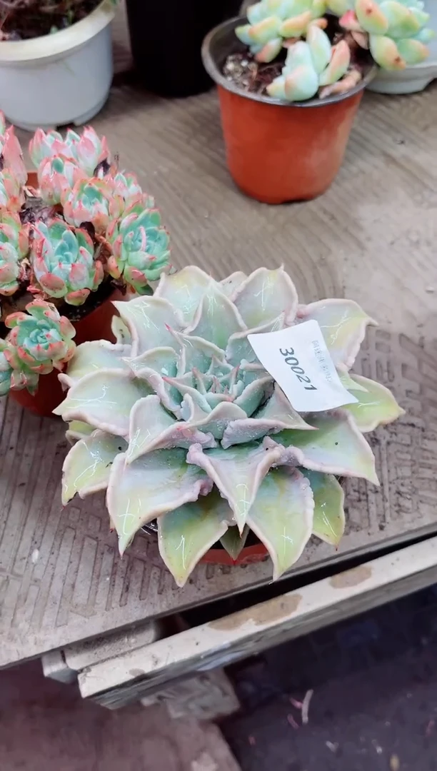 车*风30021多肉植物一物一拍