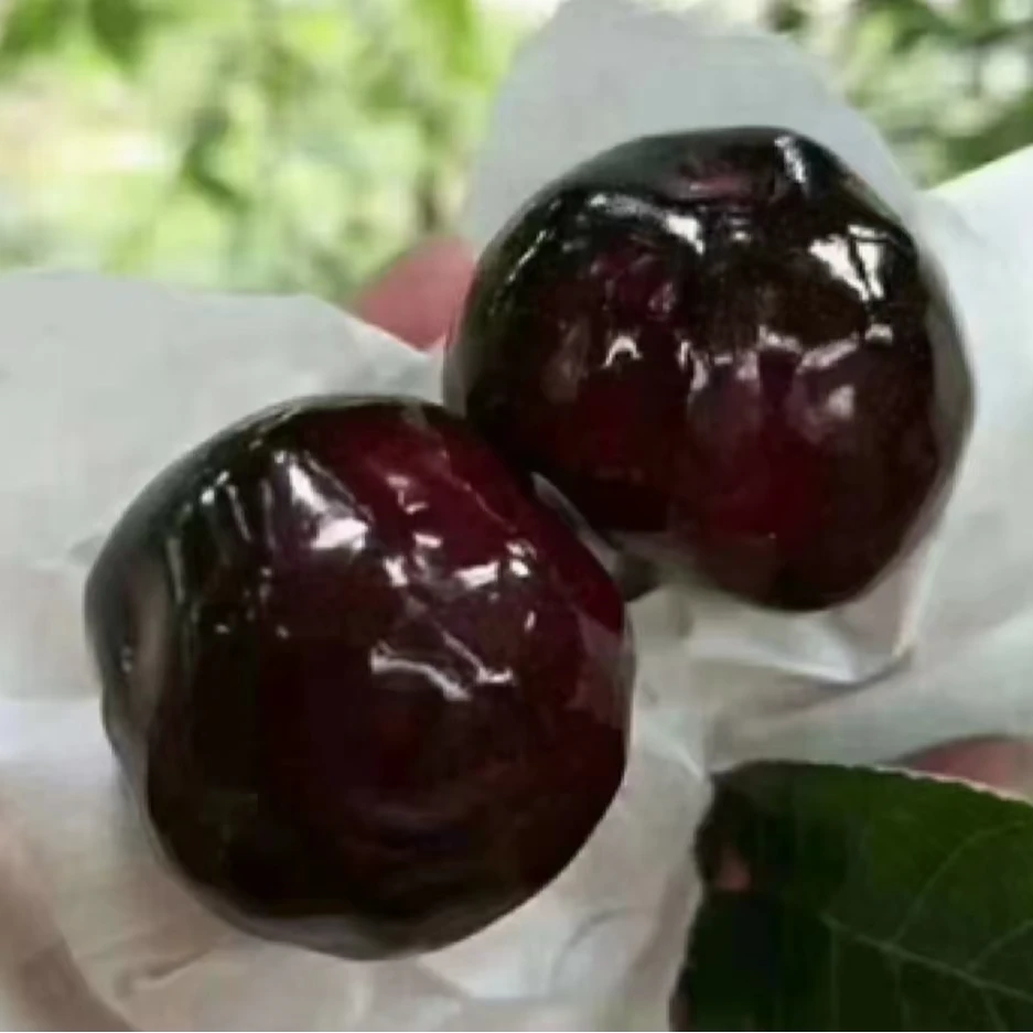 最划算！【糯口！1KG】【黑珍珠1KG】 2J 1KG新鲜水果黑珍珠樱桃
