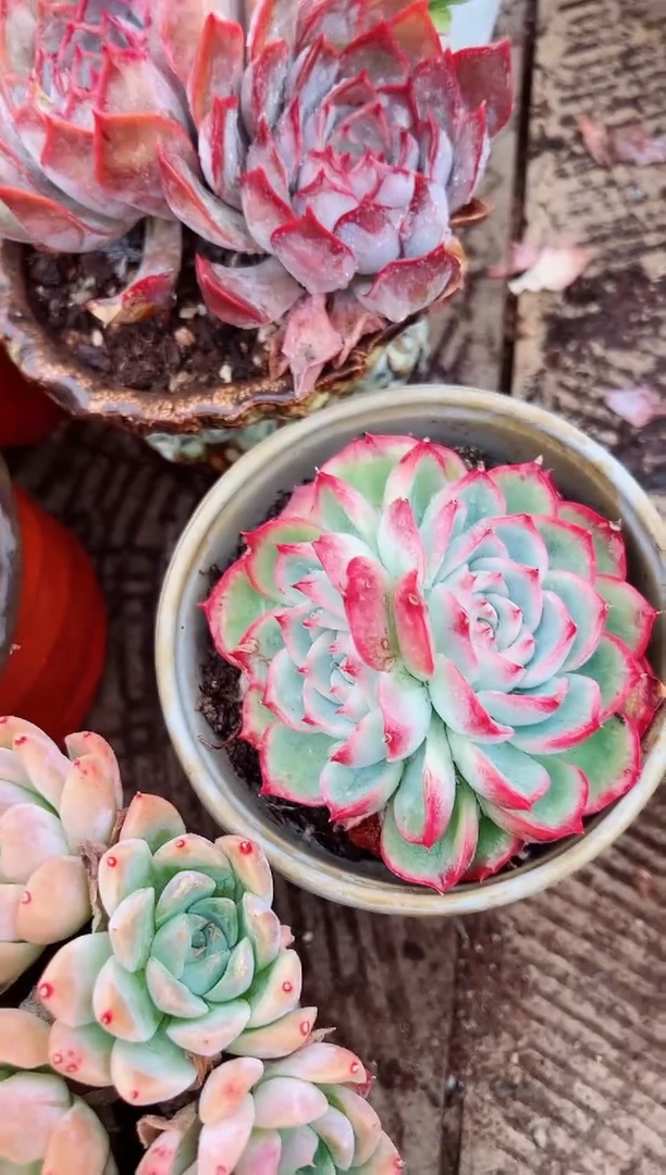 苹**生多肉植物一物一拍09117