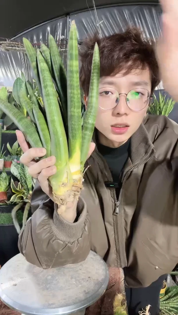 【闪购商品】佛手兰3棵9.9