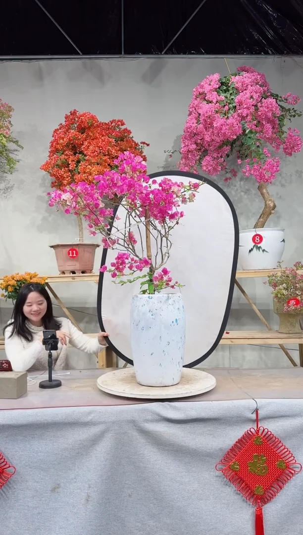 【闪购商品】盆景漳红樱