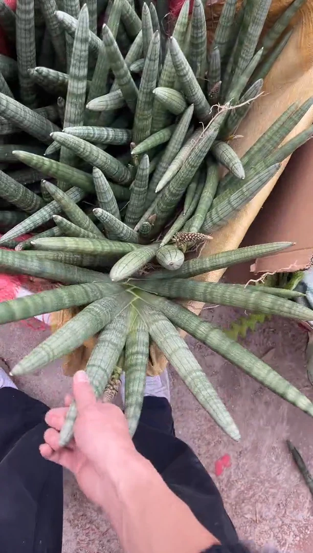 【闪购商品】6叶佛手兰超大号裸根26.8