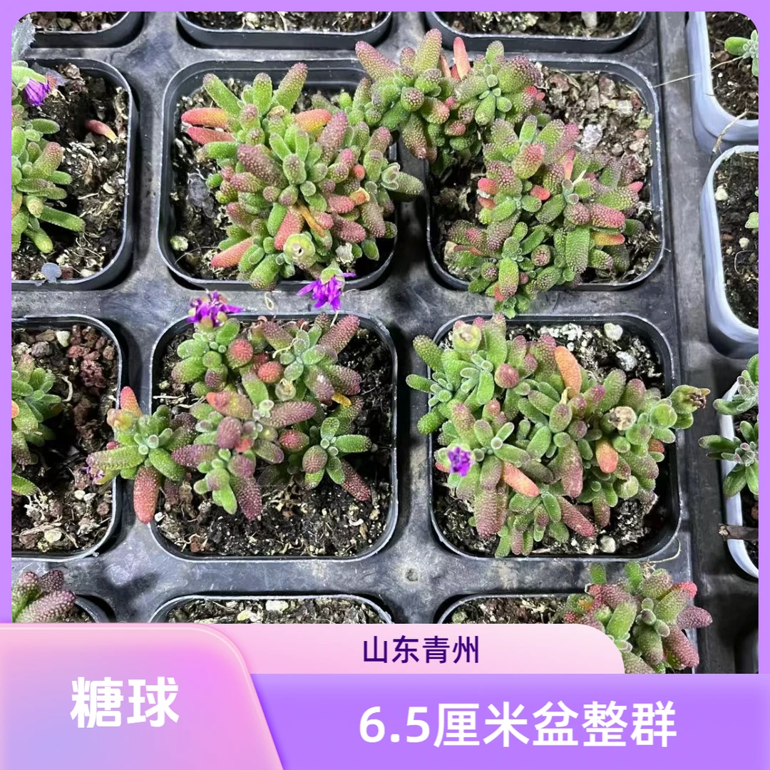 糖球枝干番杏6.5厘米老桩多肉