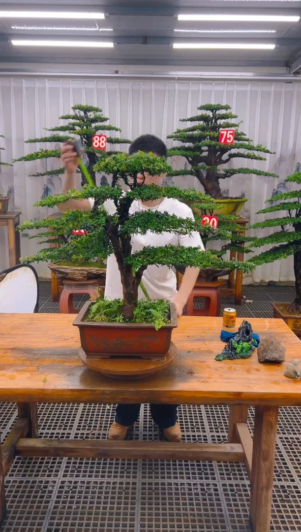 无花朵精品盆景直播间一物一拍