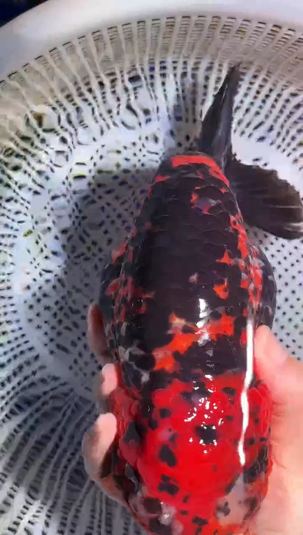 金鱼（运费自理，马印灯照射）福州追鱼兰寿金鱼