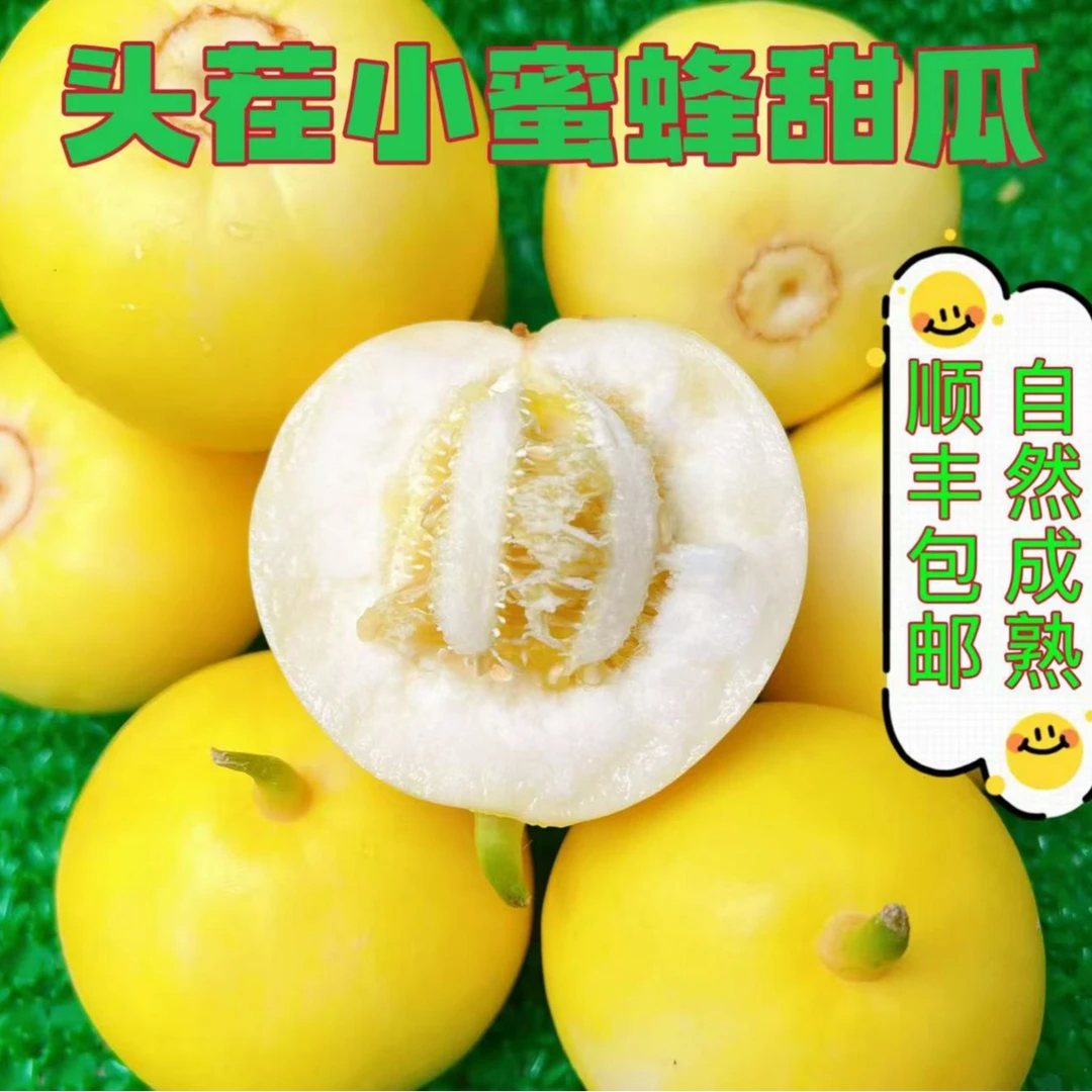 山东头茬小蜜蜂甜瓜新鲜香甜脆爽口水果现摘现发脆甜应季香瓜蜜瓜