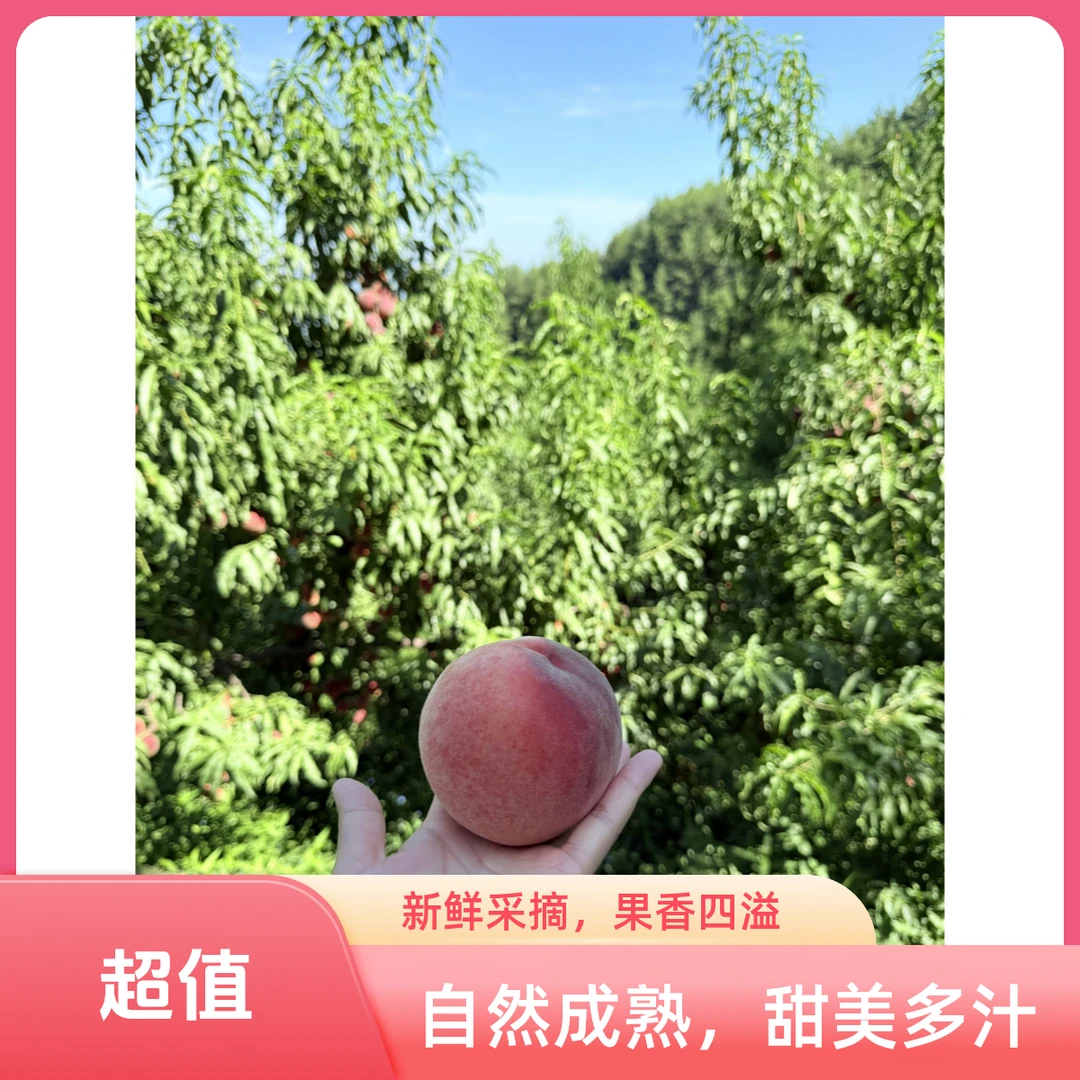 【生鲜发货】重庆高山秋彤桃自然生长新鲜水果香甜多汁现摘现发