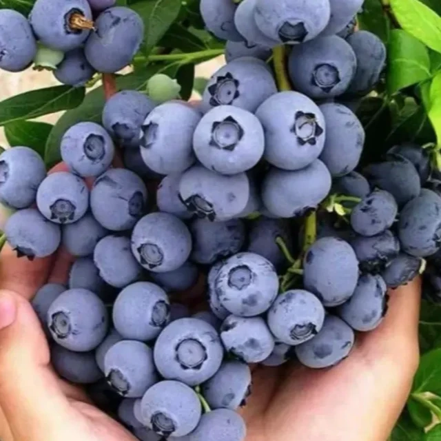 【蓝莓果树】盆栽蓝莓树苗果树苗带花苞南北方种植耐寒好养